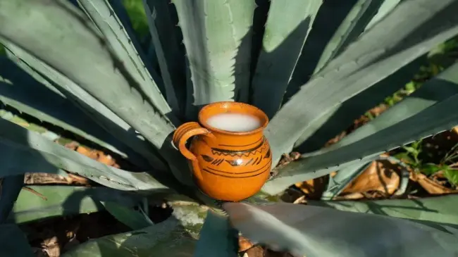 Este evento tiene como protagonistas a dos bebidas tradicionales mexicanas.