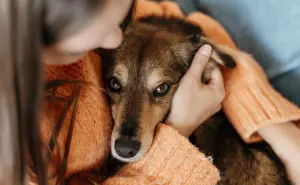 Se aprueban reformas para protección animal en Baja California Sur