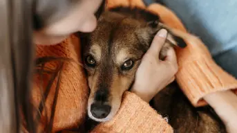 Se aprueban reformas para protección animal en Baja California Sur