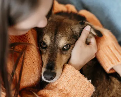 Se aprueban reformas para protección animal en Baja California Sur