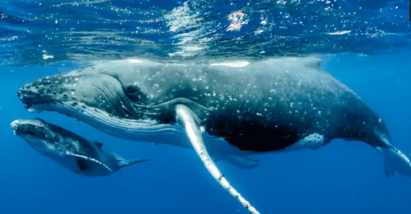 Ballenas grises en la Reserva de la Biosfera El Vizcaíno. Foto: cortesía Ballenas grises en la Reserva de la Biosfera El Vizcaíno. Foto: cortesía.