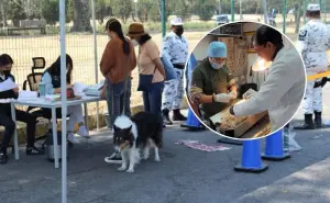Zacatecas anuncia jornada gratuita de esterilización para perros y gatos