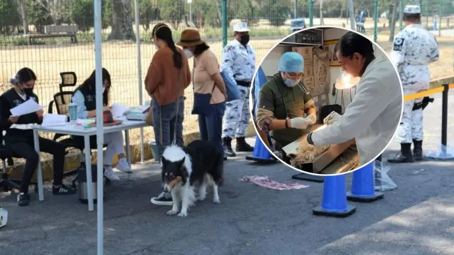 Conoce las ubicaciones de los módulos de esterilización en Zacatecas. Foto: cortesía