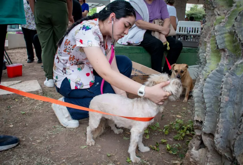 Conoce los beneficios de esterilizar a tu mascota. Foto: cortesía Conoce los beneficios de esterilizar a tu mascota. Foto: cortesía.
