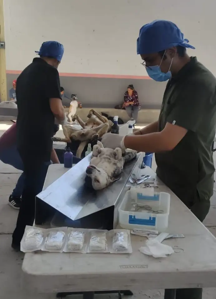 Campaña de esterilización de caninos y felinos en el estado de Zacatecas. Foto: cortesía Campaña de esterilización de caninos y felinos en el estado de Zacatecas. Foto: cortesía.