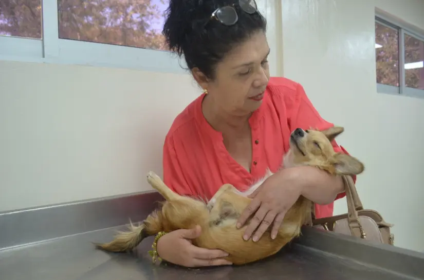 Salvar a un animal es un acto de humanidad: Lidia Idalia, la mujer que convirtió la compasión en esperanza para una perrita olvidada a la que llamó de cariño Verania. Foto: Juan Madrigal