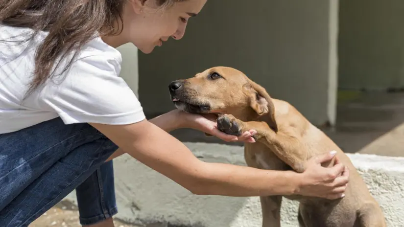 Se prohíbe cualquier lesión o mutilación en las mascotas. Foto: Freepik. Se prohíbe cualquier lesión o mutilación en las mascotas. Foto: Freepik.