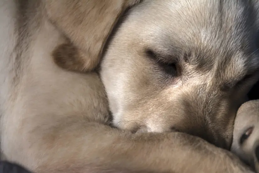 Estas prácticas pueden llegar a causar la muerte de las mascotas. Foto: Freepik. Estas prácticas pueden llegar a causar la muerte de las mascotas. Foto: Freepik.