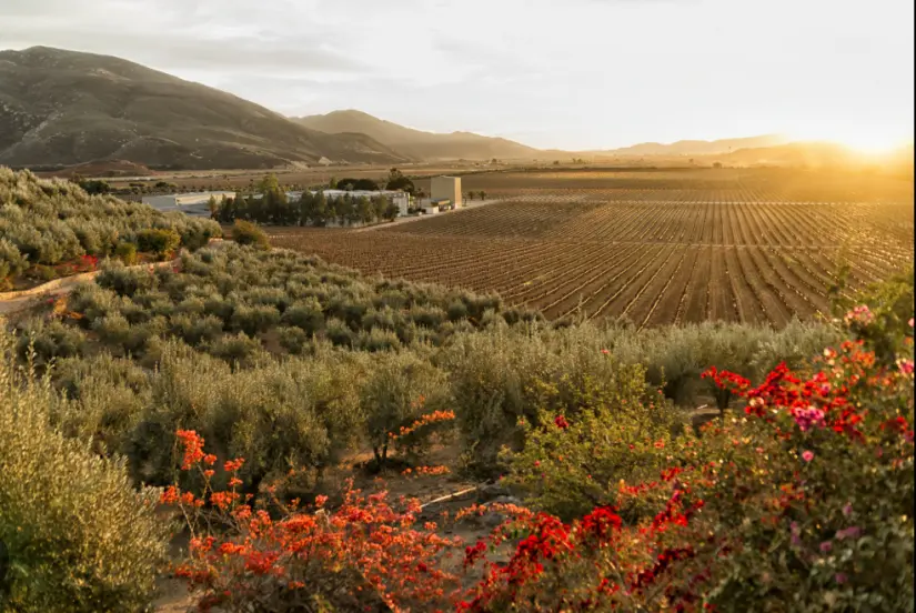 Valle de Guadalupe en Baja California, México. Foto: cortesía Valle de Guadalupe en Baja California, México. Foto: cortesía.