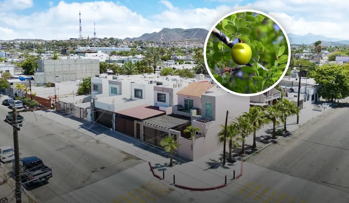 Qué árboles beneficien a la zona urbana de Baja California Sur sin afectar las banquetas Foto: Bienvenido a Amistad Real Estate / Wikipedia