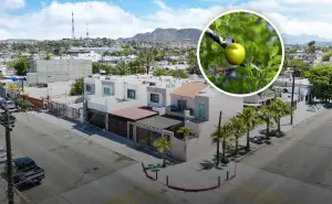 3 árboles ideales para plantar en Baja California Sur que no dañan banquetas