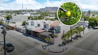 3 árboles ideales para plantar en Baja California Sur que no dañan banquetas