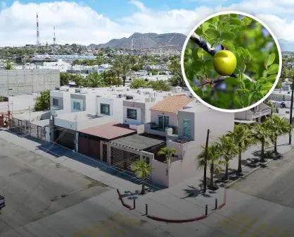 3 árboles ideales para plantar en Baja California Sur que no dañan banquetas