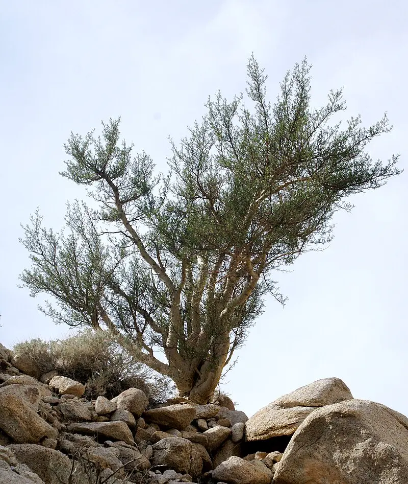 imagen recuadro Bursera microphylla Foto: Wikipeida