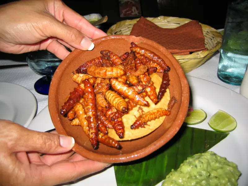 imagen recuadro Gusanos de Maguey Foto: Wikipedia