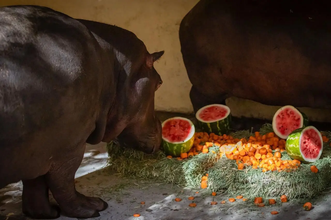 Dos hipopótamos de un año se integran al Zoológico de Culiacán, promoviendo el aprendizaje y la convivencia familiar. Foto: Ayuntamiento de Culiacán.
