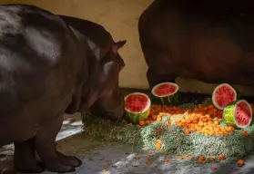 Zoológico de Culiacán recibe a dos nuevos hipopótamos bebés