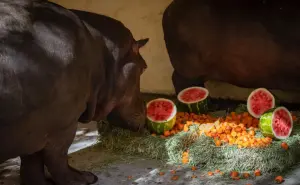 Zoológico de Culiacán recibe a dos nuevos hipopótamos bebés