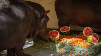 Zoológico de Culiacán recibe a dos nuevos hipopótamos bebés
