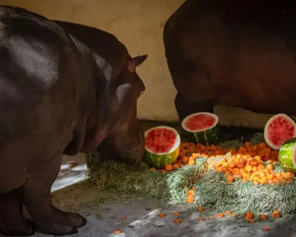 Zoológico de Culiacán recibe a dos nuevos hipopótamos bebés