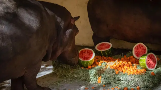 Dos hipopótamos de un año se integran al Zoológico de Culiacán, promoviendo el aprendizaje y la convivencia familiar. Foto: Ayuntamiento de Culiacán.