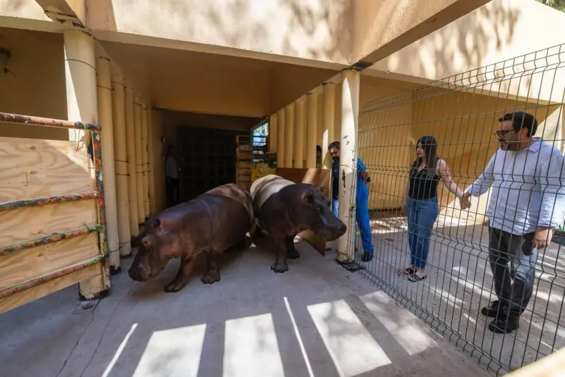 Culiacán da la bienvenida a dos hipopótamos de un año. Foto: Ayuntamiento de Culiacán