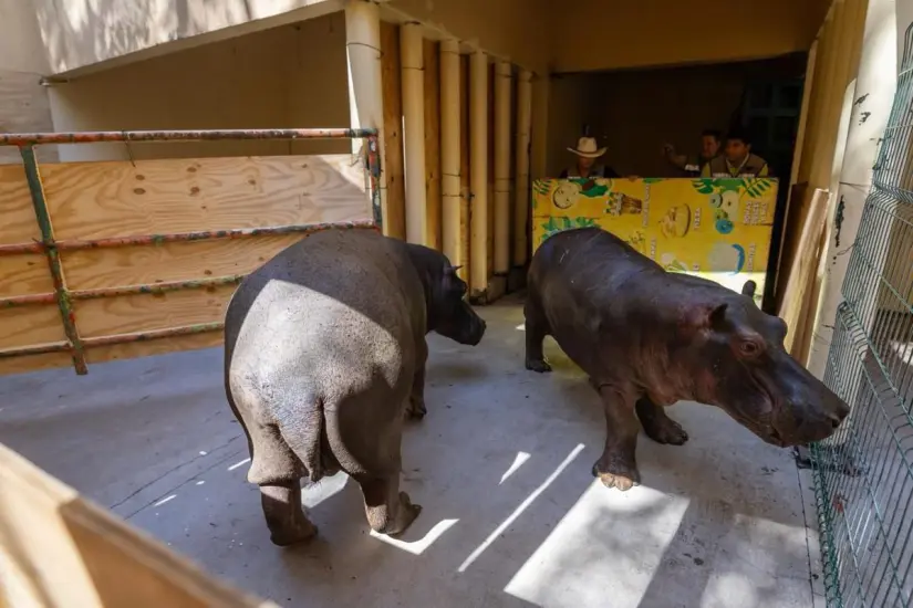 Zoológico de Culiacán crece con llegada de hipopótamos. Foto: Ayuntamiento de Culiacán