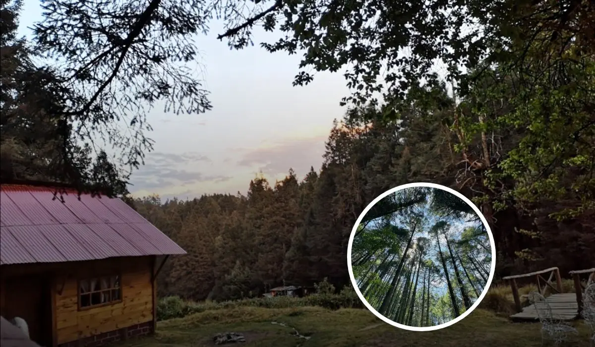 Estas son todos los detalles acerca del bosque Peña de Lobos. Foto: Peña de Lobos.