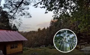 Peña de Lobos: un bosque encantado cerquita de CDMX