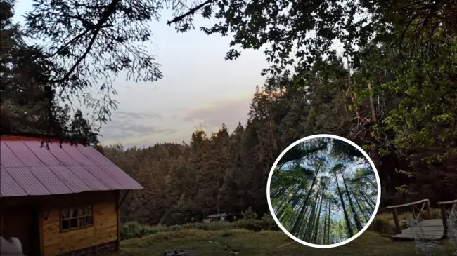 Estas son todos los detalles acerca del bosque Peña de Lobos. Foto: Peña de Lobos.