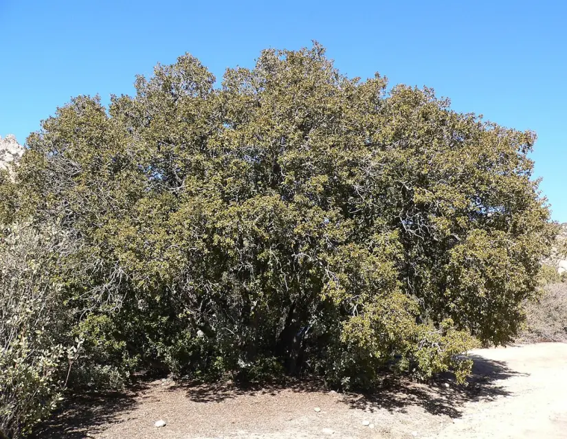imagen recuadro Quercus oblongifolia Foto: Wikipedia