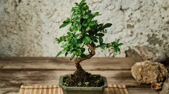 Arte en miniatura: las mejores variedades de árboles para hacer bonsái.