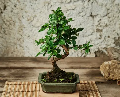 Arte en miniatura: las mejores variedades de árboles para hacer bonsái.