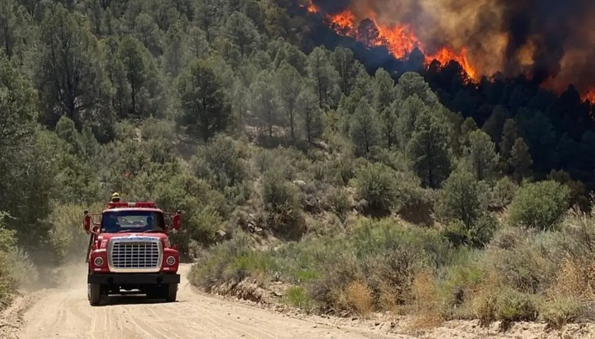 Los incendios comenzaron desde el pasado 16 de junio en la zona serrana de Tecate. Foto: Protección Civil