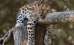 Murió Pacus, pero su legado vive: buscan conmemorar al jaguar en Hidalgo