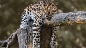 Murió Pacus, pero su legado vive: buscan conmemorar al jaguar en Hidalgo