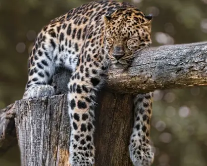 Murió Pacus, pero su legado vive: buscan conmemorar al jaguar en Hidalgo