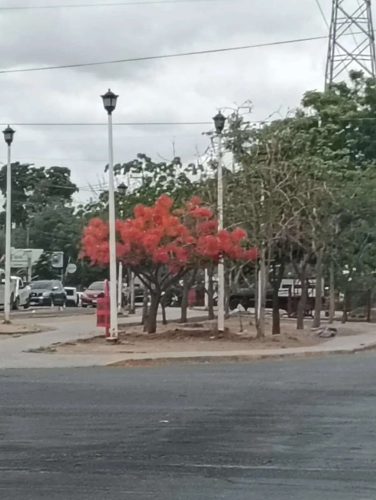 En el camellón del bulevard los tabachines brindan frescura y color.
