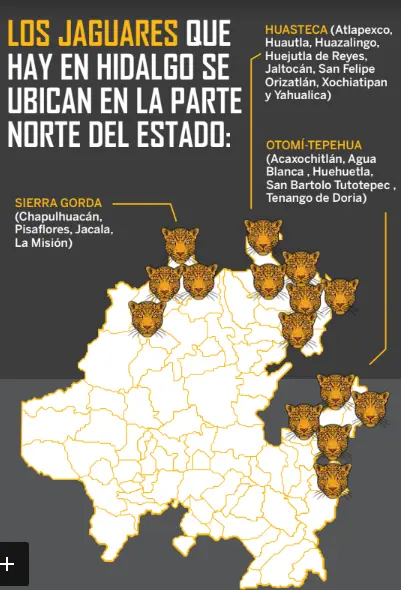 En Hidalgo son solo tres las especies registratadas oficialmente. Foto: Cortesía. En Hidalgo son solo tres las especies registratadas oficialmente. Foto: Cortesía.