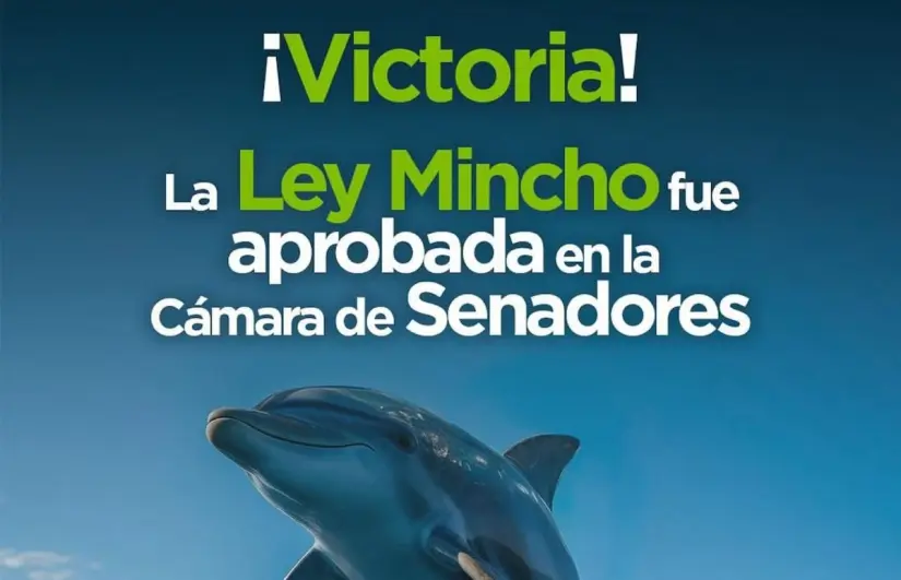 Ley Mincho, una reforma que busca salvaguardar la vida de los delfines. Foto: Cortesía. Ley Mincho, una reforma que busca salvaguardar la vida de los delfines. Foto: Cortesía.