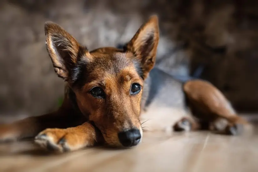 imagen recuadro 21 de julio Día del Perro Foto: Piaxabay