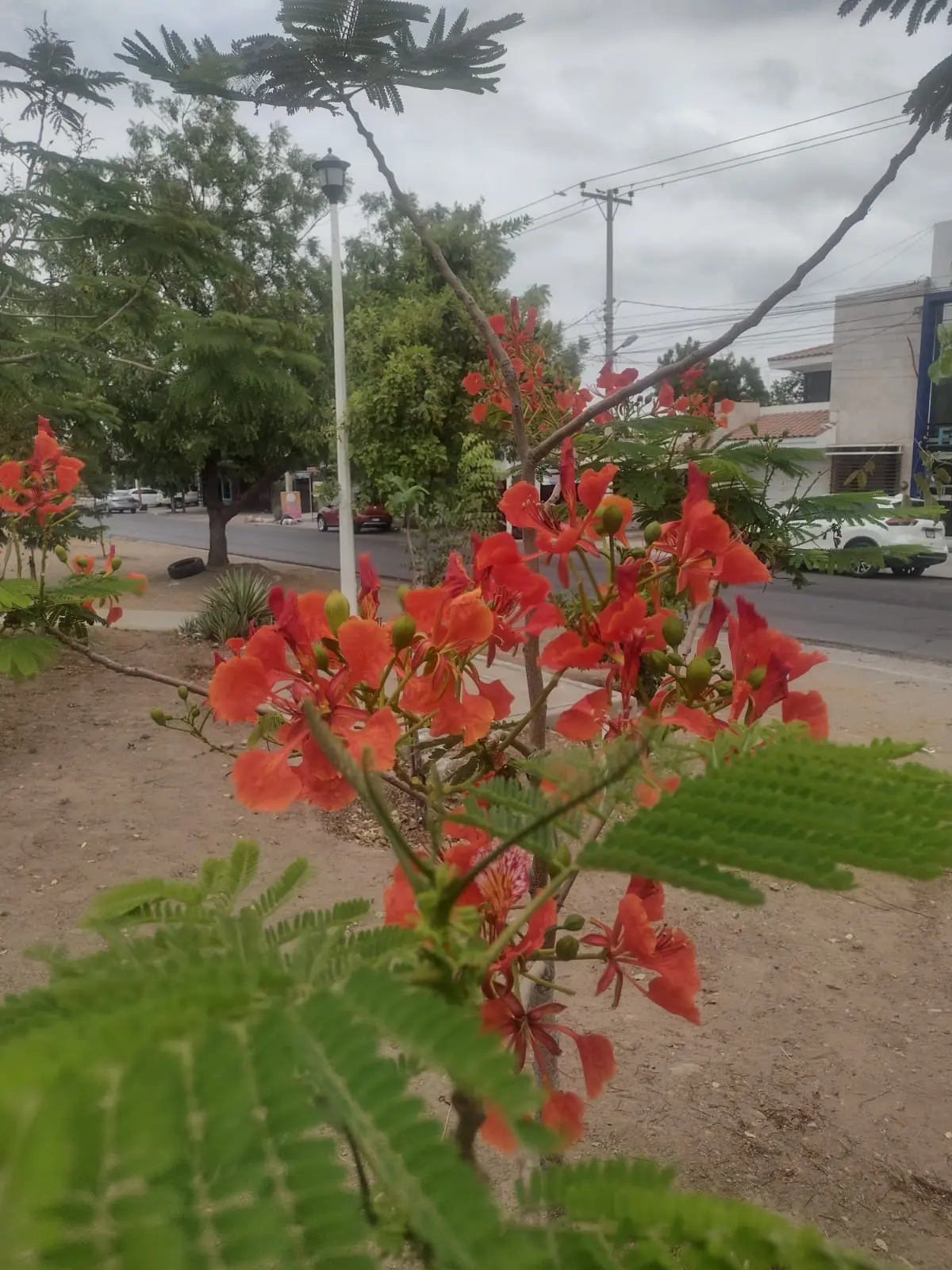 La belleza de los tabachines transforman el ánimo de quienes los rodean.