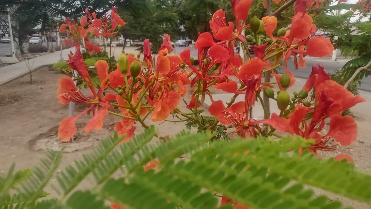 Los tabachines son una de las plantas que adornan con su belleza el sector Barrancos.