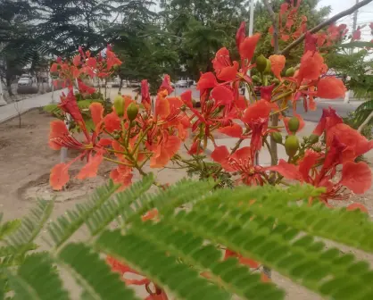 El bulevar Las Torres se pinta de naranja con el hermoso color de los tabachines