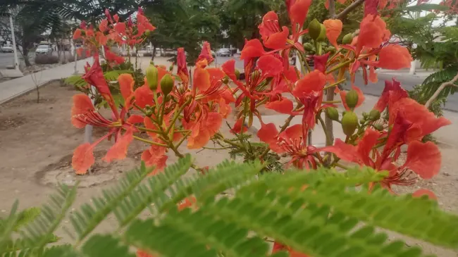 Los tabachines son una de las plantas que adornan con su belleza el sector Barrancos.