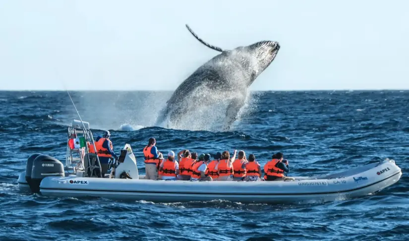 Temporada de avistamiento de Ballenas en Los Cabos. Foto: cortesía Temporada de avistamiento de Ballenas en Los Cabos. Foto: cortesía.