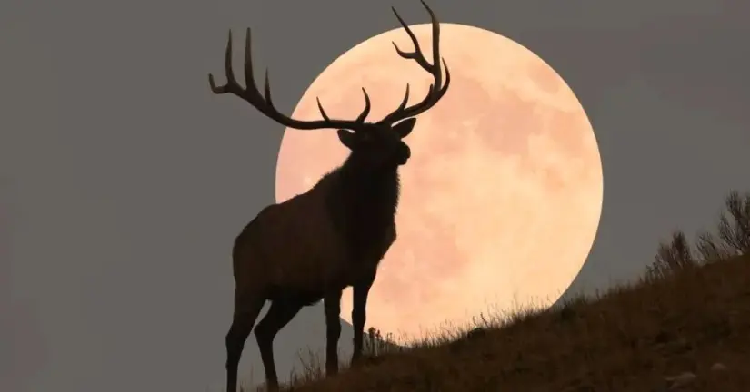Podrás disfrutar de la Luna de Ciervo este 10 de julio de 2025. Foto: Cortesía. Podrás disfrutar de la Luna de Ciervo este 10 de julio de 2025. Foto: Cortesía.