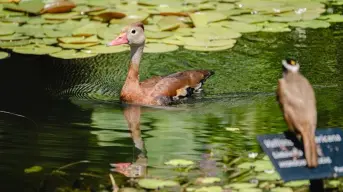 El Pato Silbador que anida en el Jardín Botánico de Culiacán durante el verano