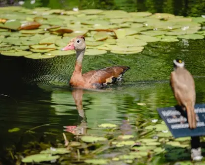 El Pato Silbador que anida en el Jardín Botánico de Culiacán durante el verano