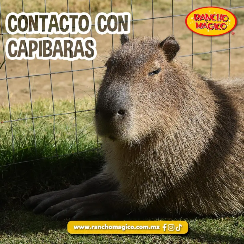 imagen recuadro El Parque más graden de CDMX con actividades que permite contactar con la naturaleza y animales Foto: Rancho Mágico